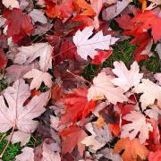 Feuilles d automne compressee